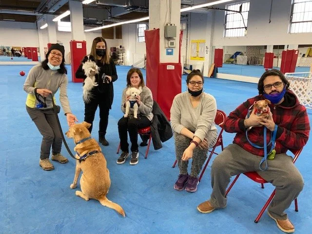 Port chester online obedience school